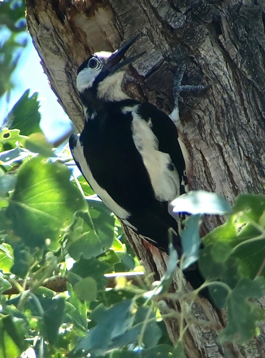 White-winged Woodpecker - ML620406054