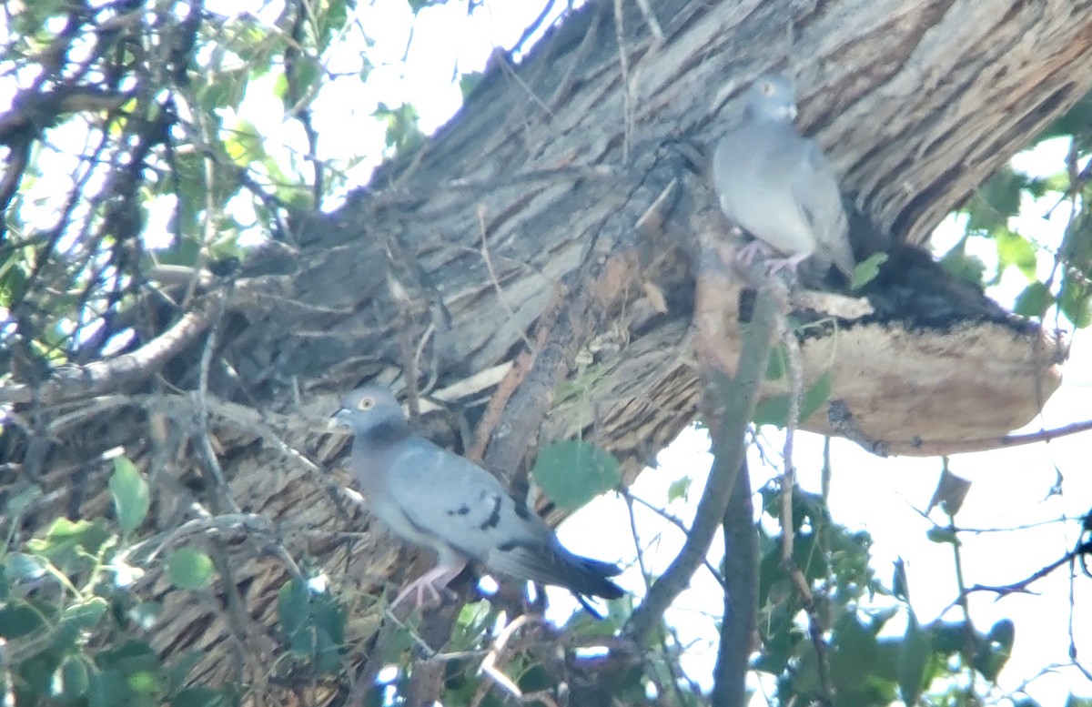 Yellow-eyed Pigeon - ML620406055