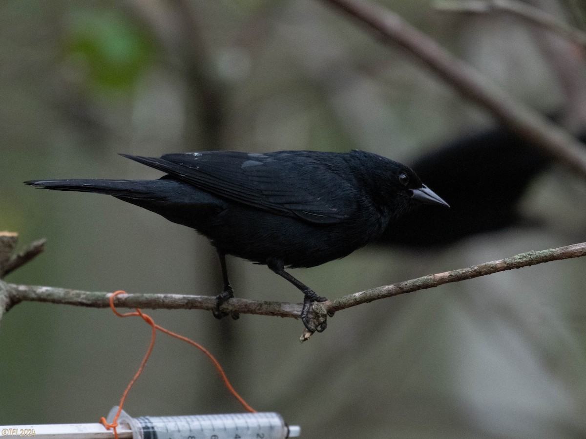 Tawny-shouldered Blackbird - ML620406057