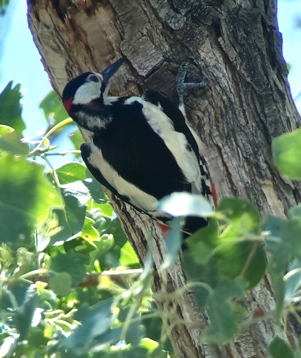 White-winged Woodpecker - ML620406061