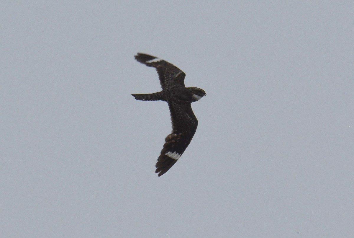 Lesser Nighthawk - ML620406065