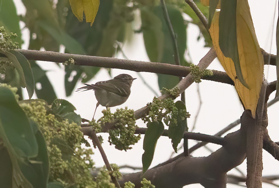 Yellow-browed Warbler - ML620406078
