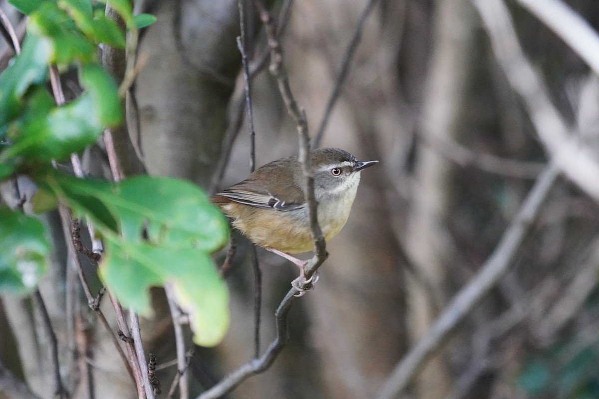 White-browed Scrubwren - ML620406083