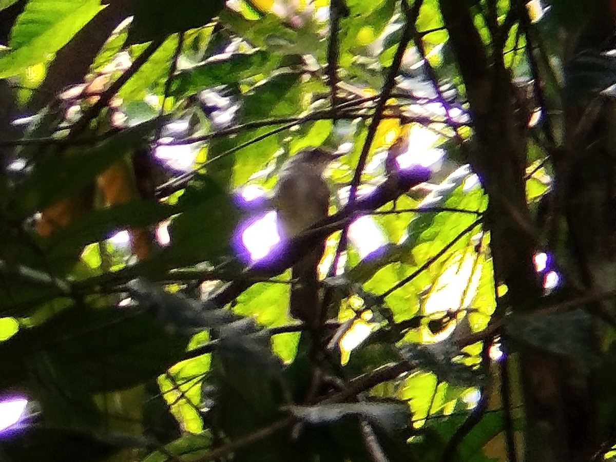 Rufous-crowned Babbler - ML620406094