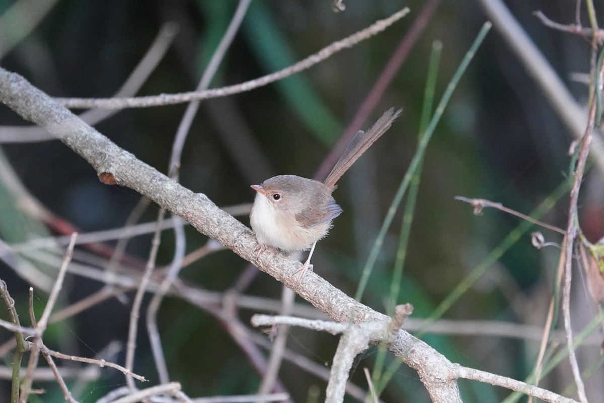 Variegated Fairywren - ML620406096