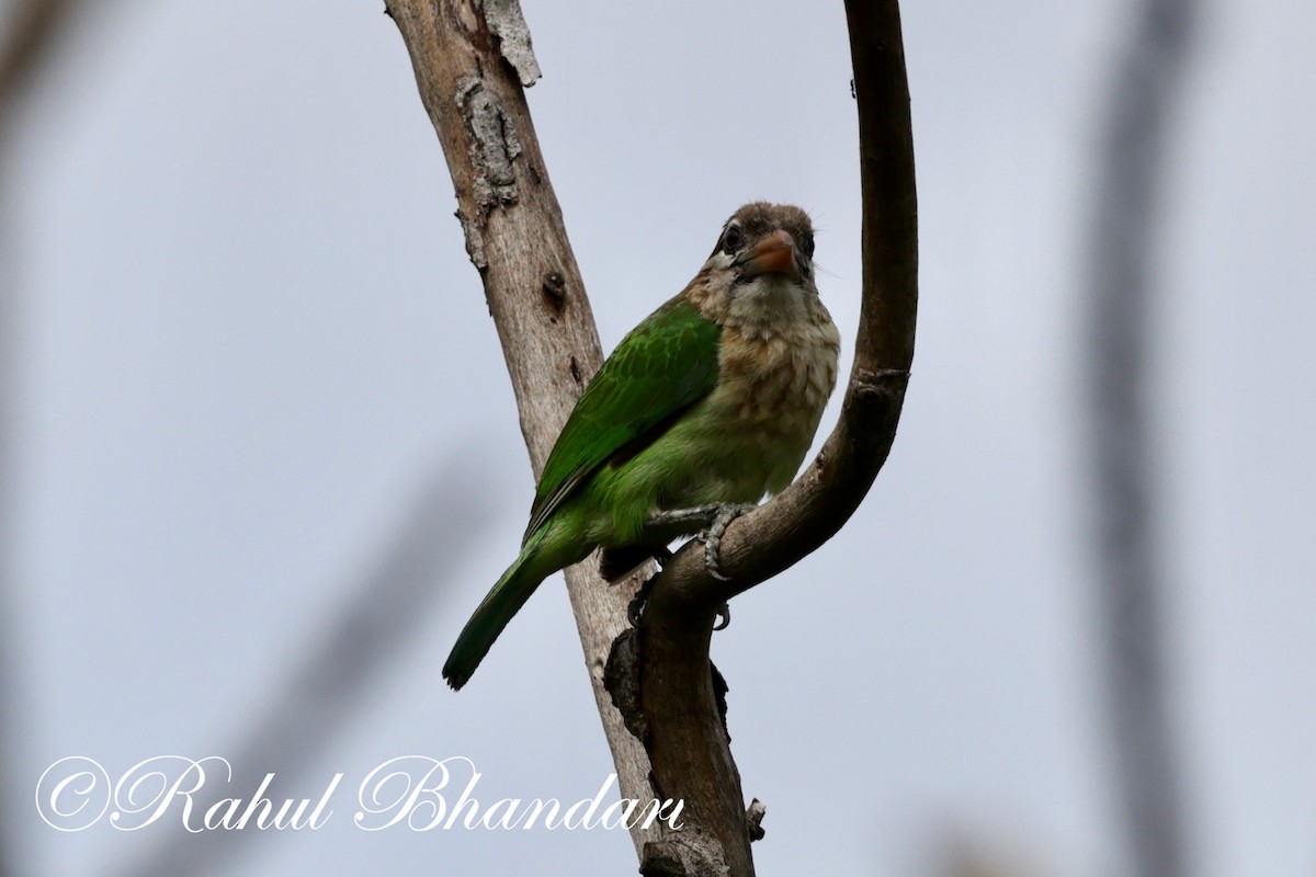 Ak Yanaklı Barbet - ML620406106