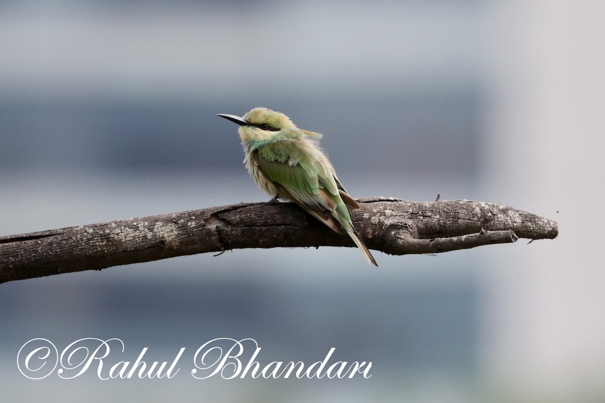 Asian Green Bee-eater - Rahul Bhandari