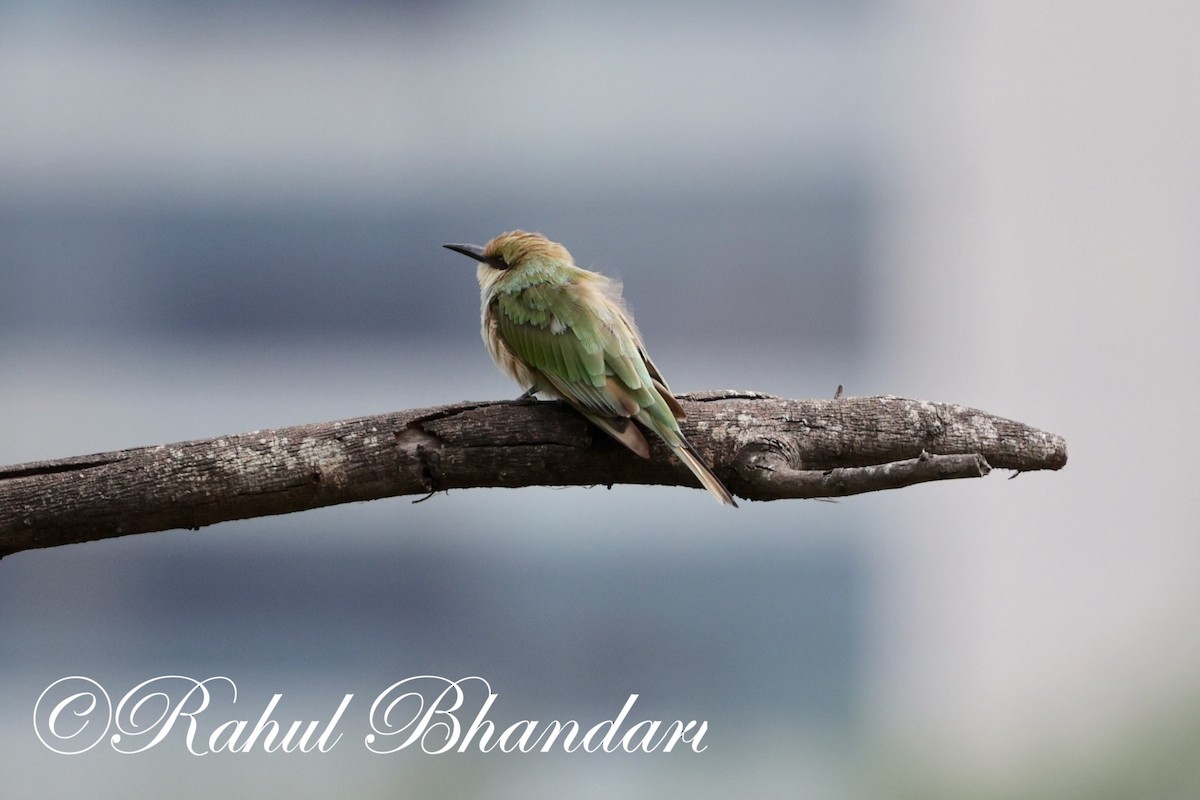 Asian Green Bee-eater - ML620406125