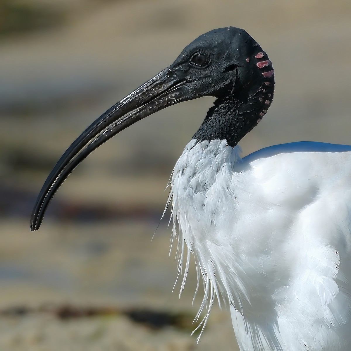 ibis australský - ML620406137