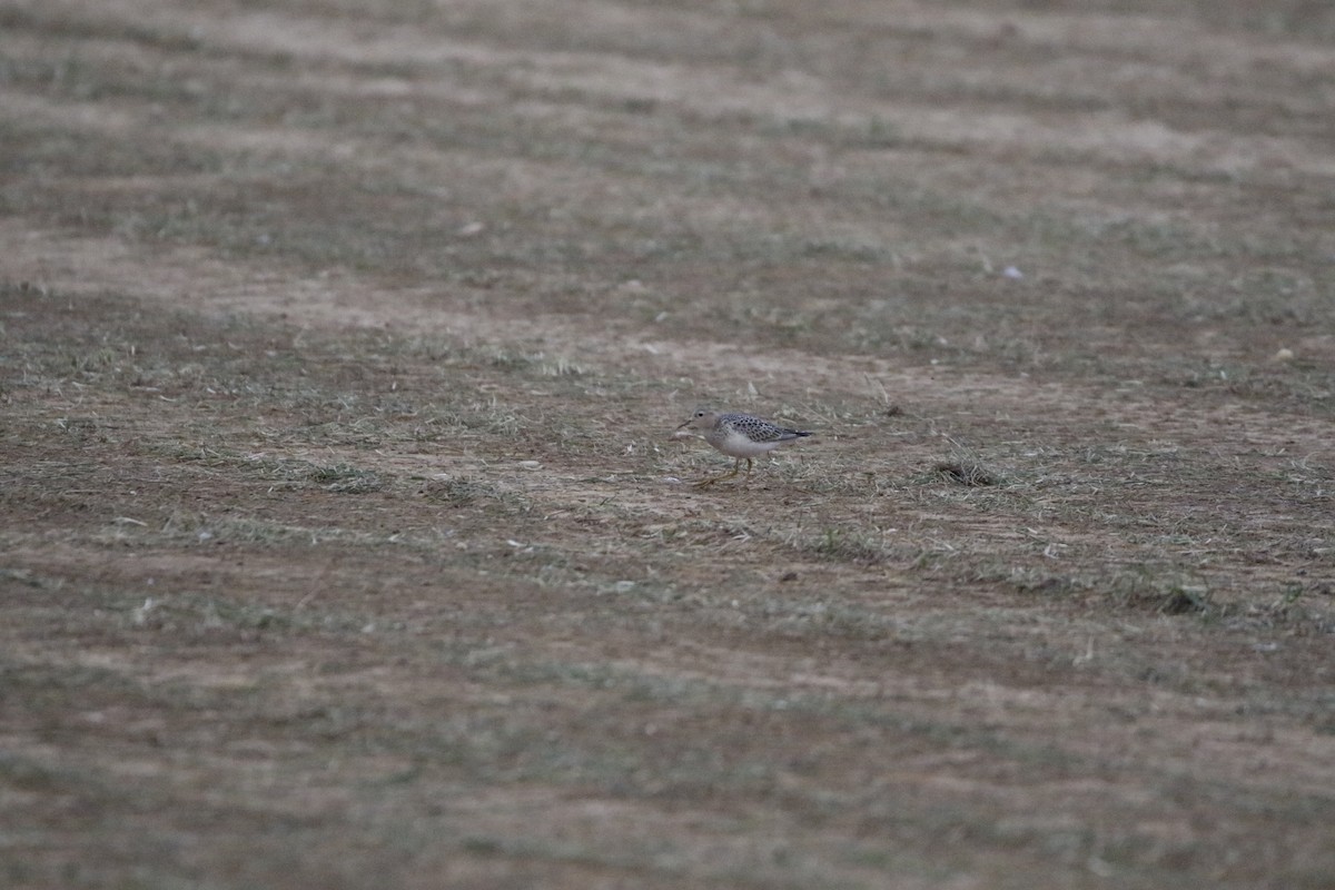 Buff-breasted Sandpiper - ML620406162