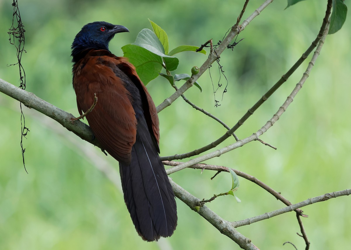 Greater Coucal (Greater) - ML620406164