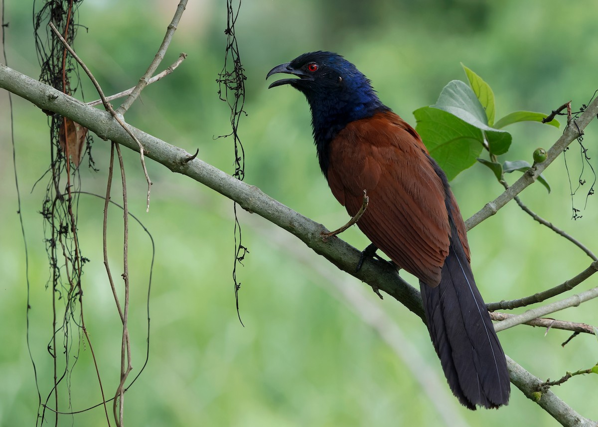 Greater Coucal (Greater) - ML620406165