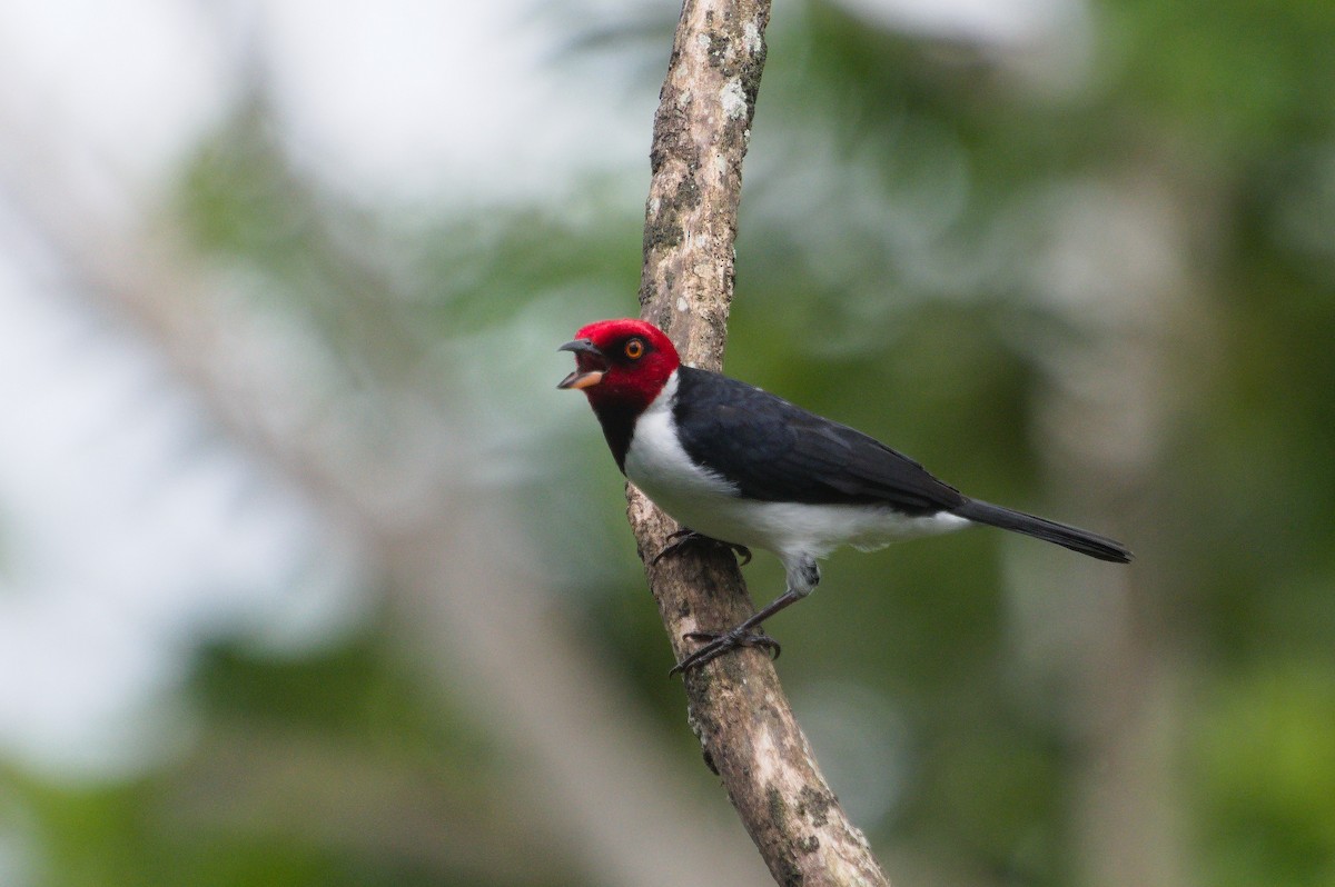 Red-capped Cardinal (Red-capped) - ML620406183