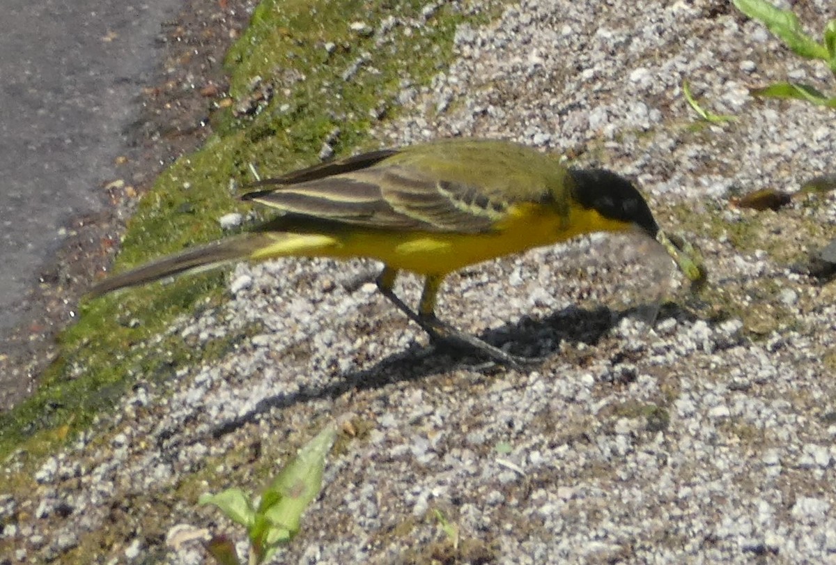 Western Yellow Wagtail - ML620406185