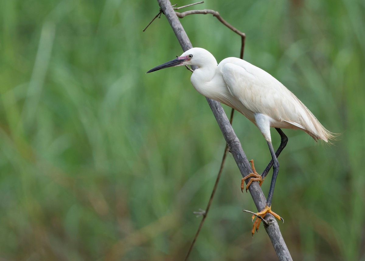 Little Egret (Western) - ML620406191