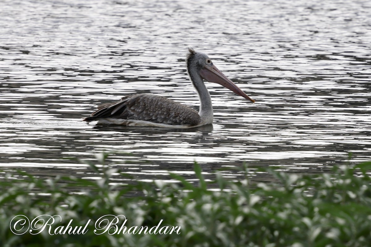 Spot-billed Pelican - ML620406198