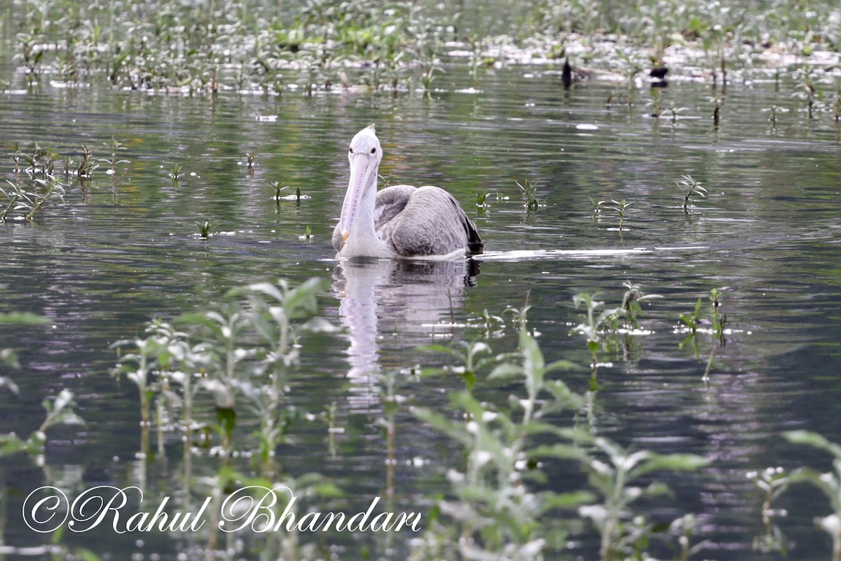 Spot-billed Pelican - ML620406201