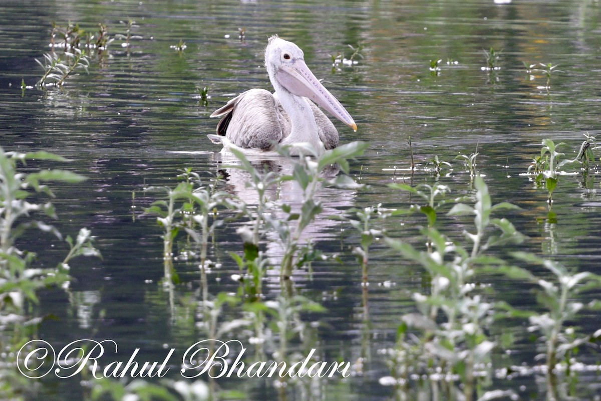 Spot-billed Pelican - ML620406202