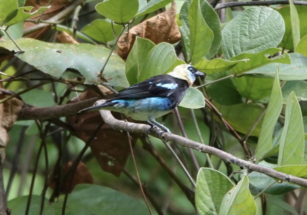 Tangara Cabecidorada - ML620406209