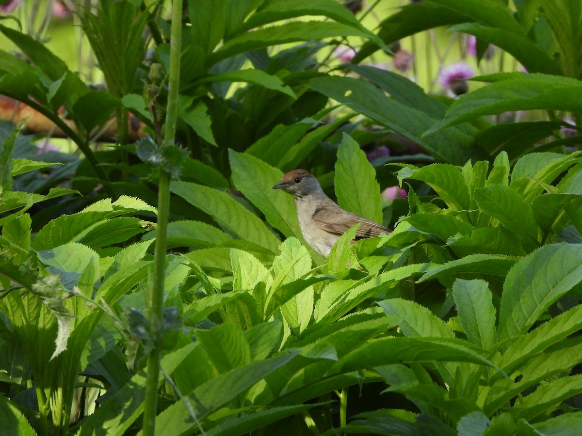 Eurasian Blackcap - ML620406216