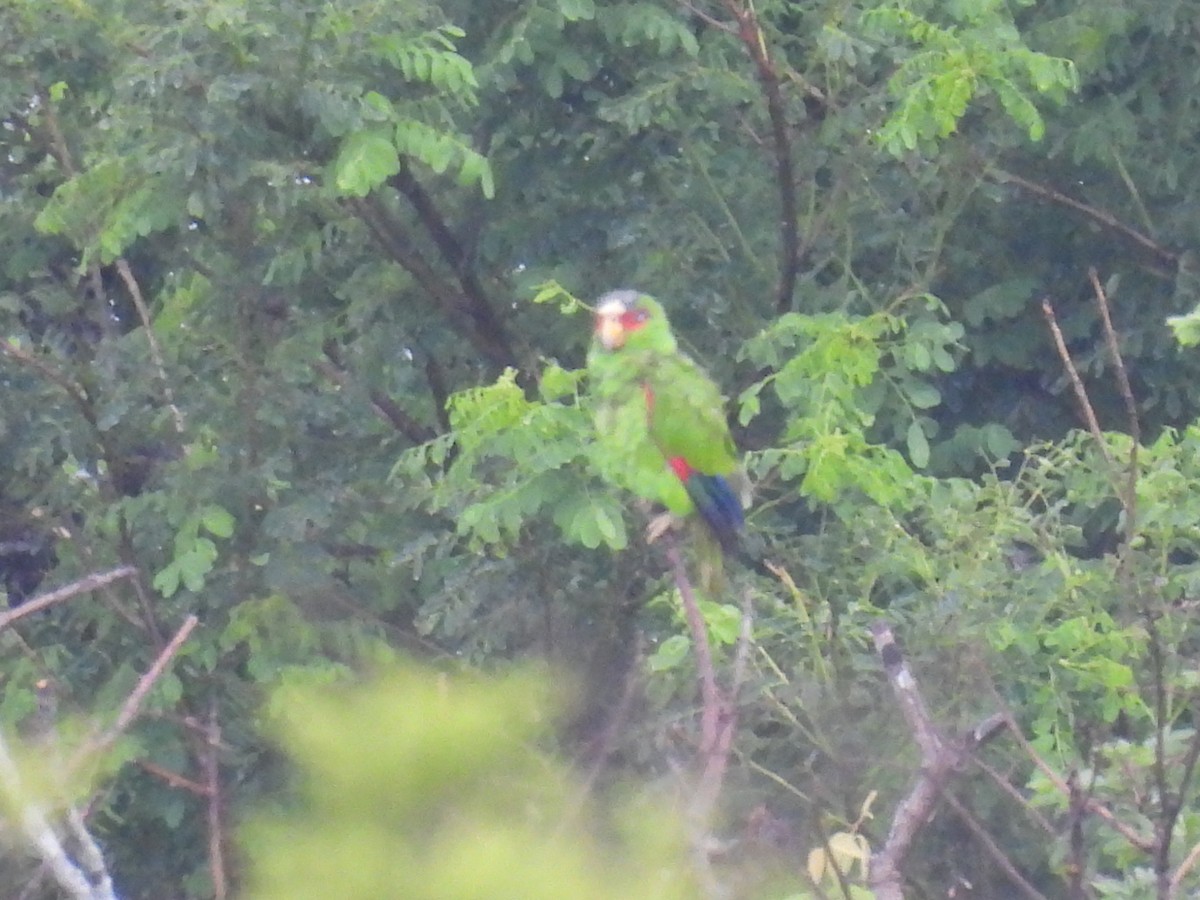 White-fronted Parrot - ML620406220