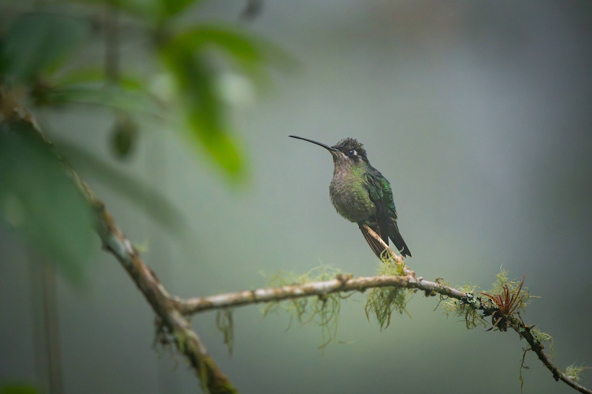 Talamanca Hummingbird - ML620406222