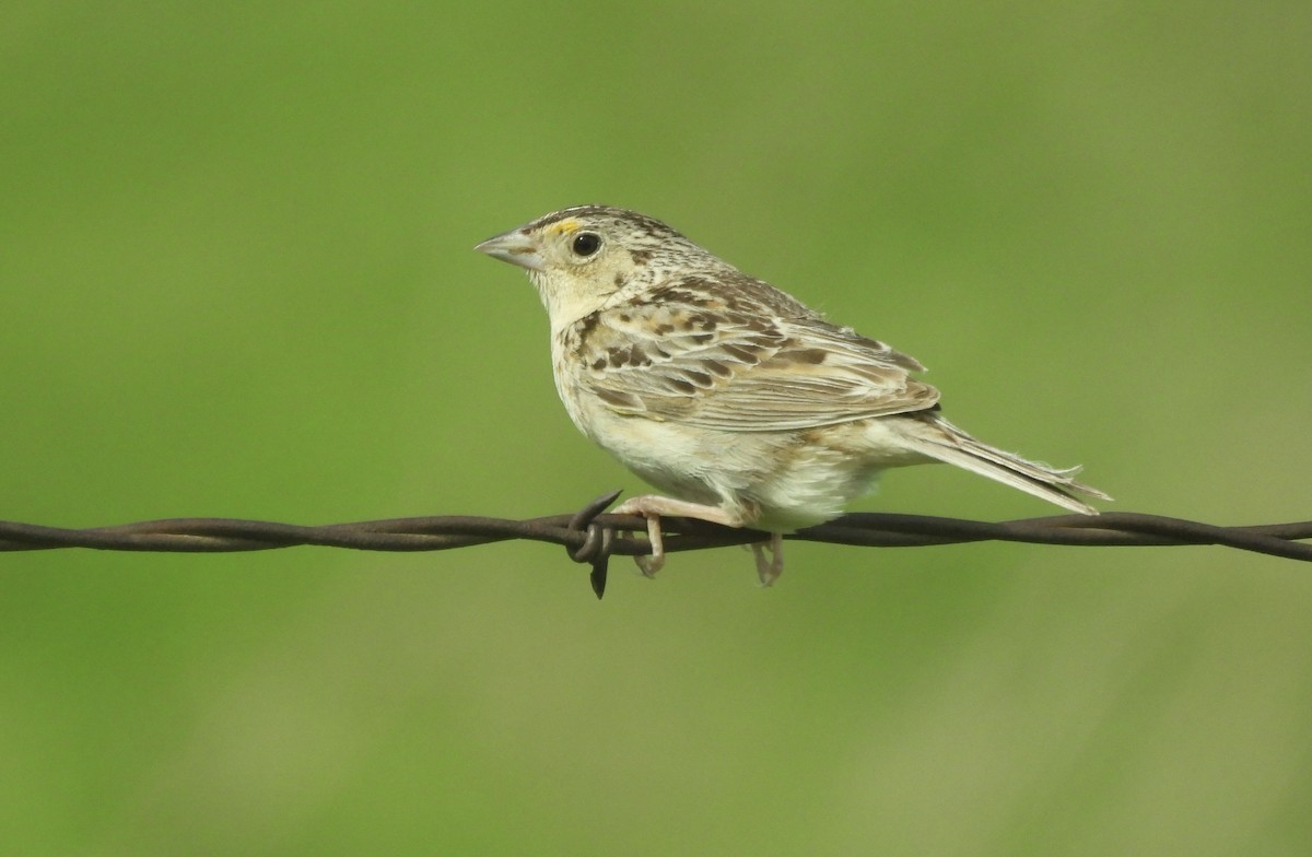 Grasshopper Sparrow - ML620406224