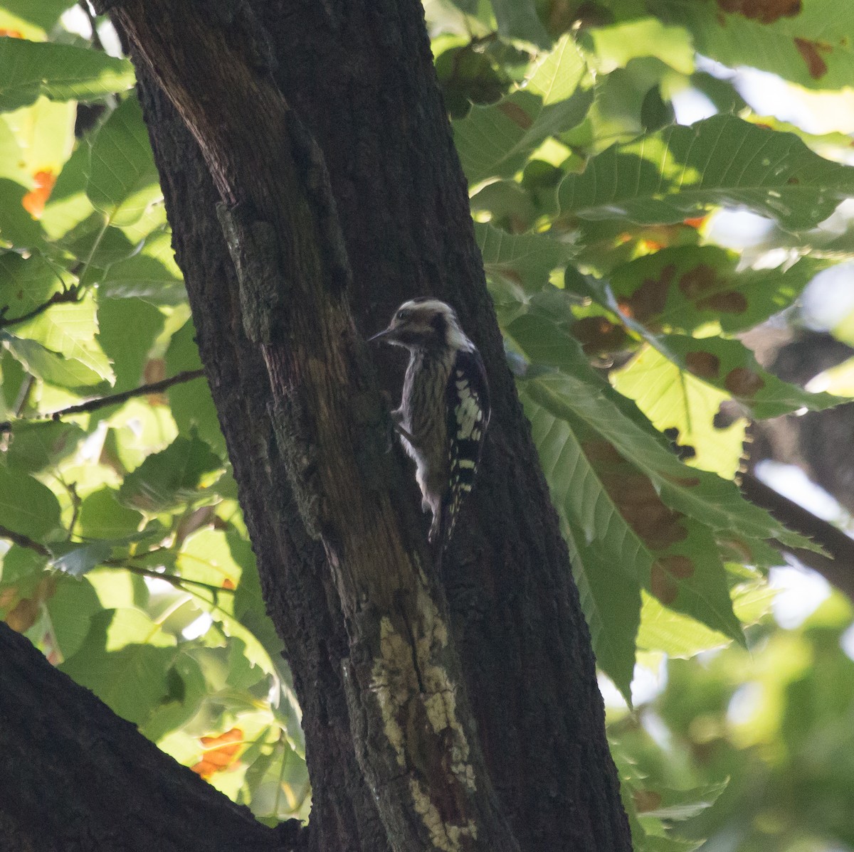 Gray-capped Pygmy Woodpecker - ML620406226