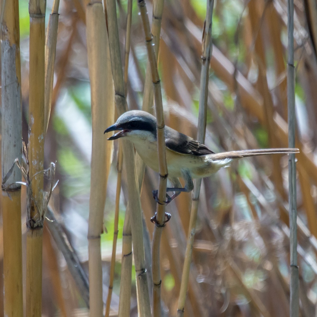 Brown Shrike - ML620406231