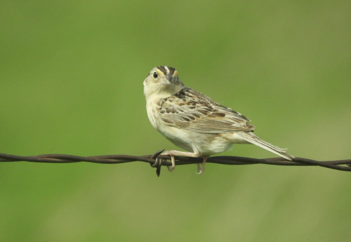 Grasshopper Sparrow - ML620406234