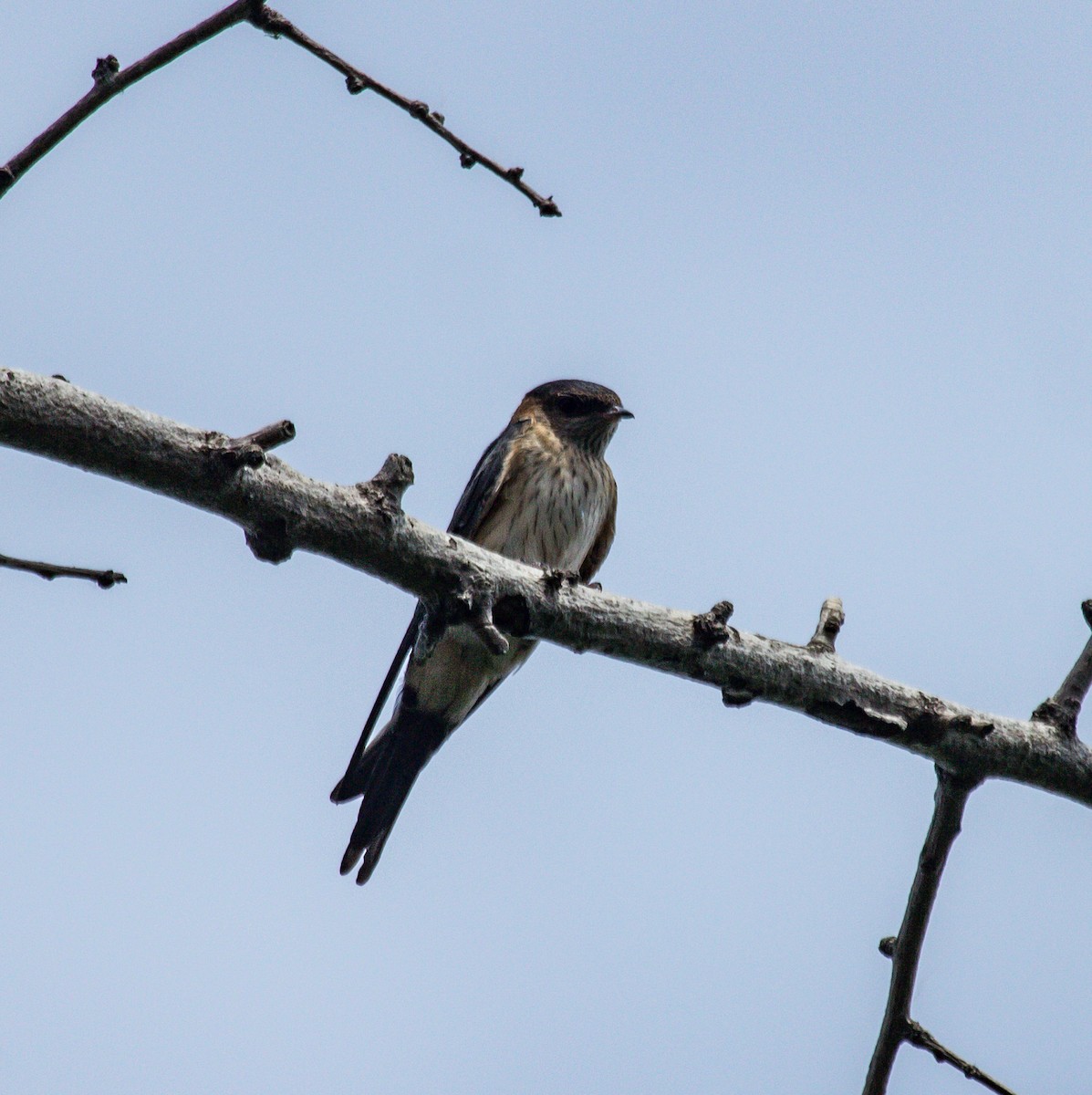 Red-rumped Swallow - ML620406235