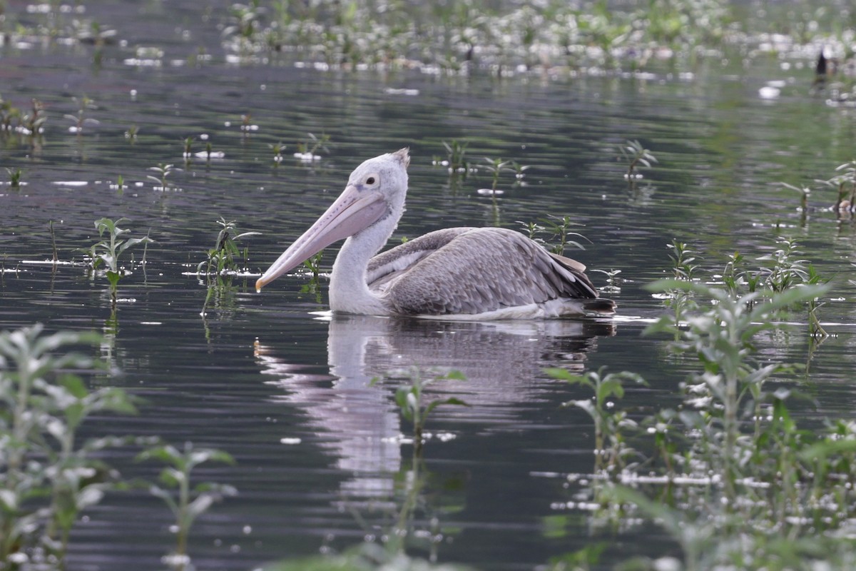 pelikán skvrnozobý - ML620406243