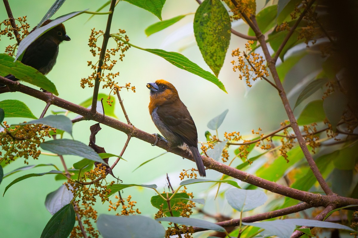 Prong-billed Barbet - ML620406248