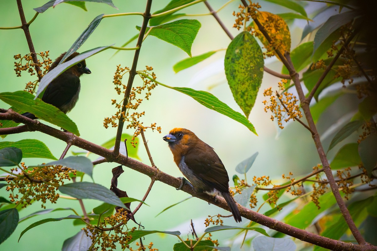 Güdük Barbet - ML620406250