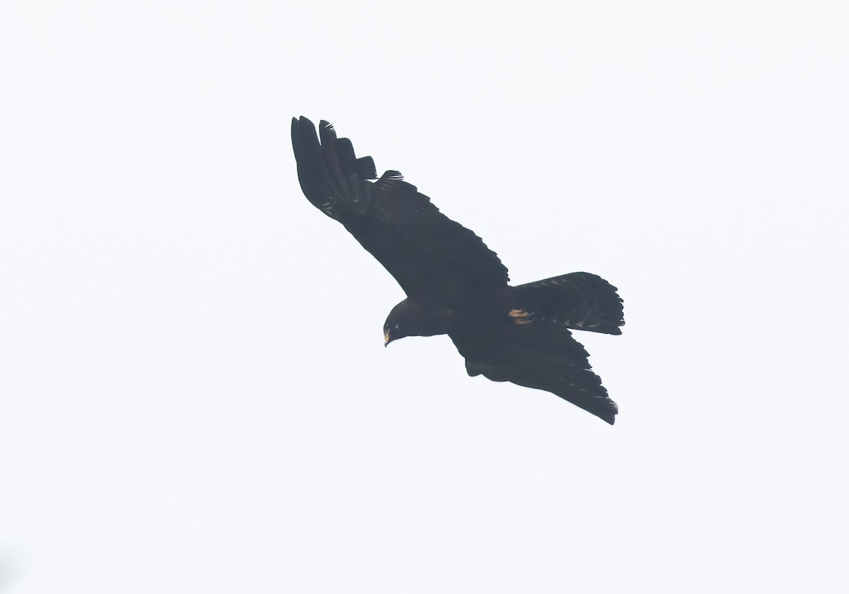 Black Eagle - ML620406256