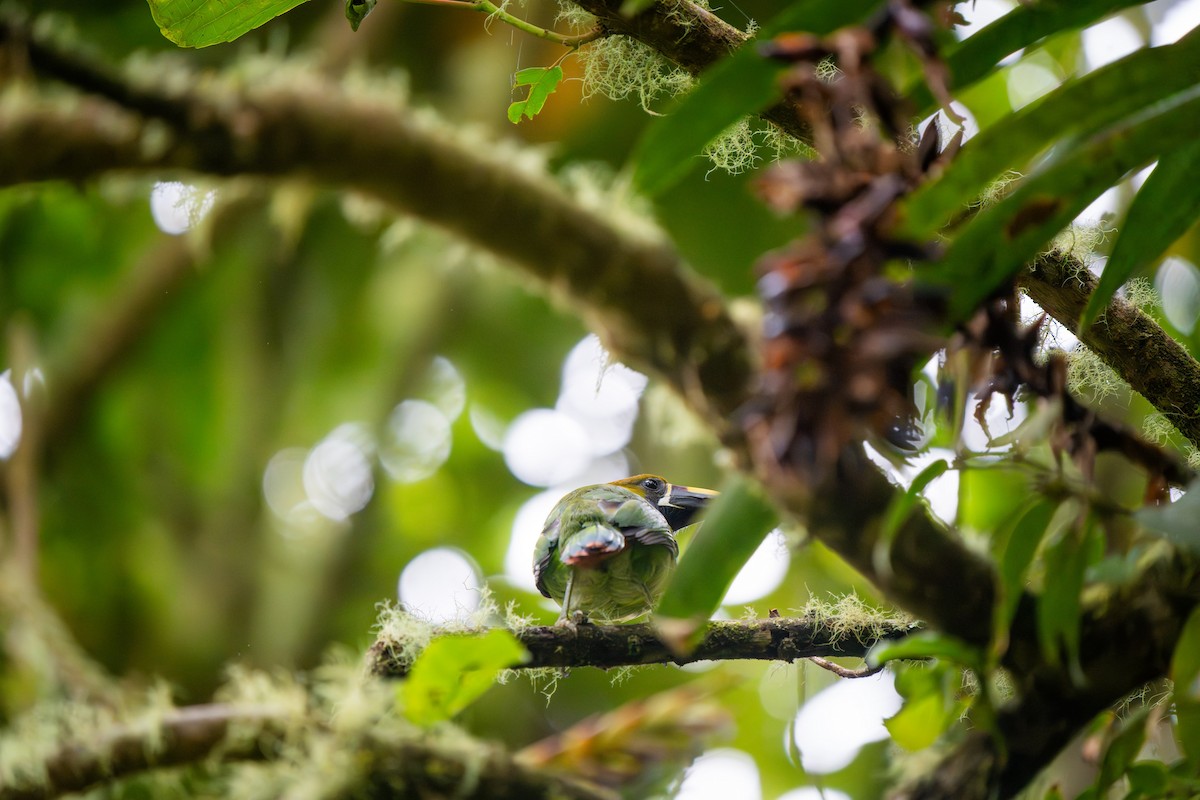 Northern Emerald-Toucanet - ML620406261