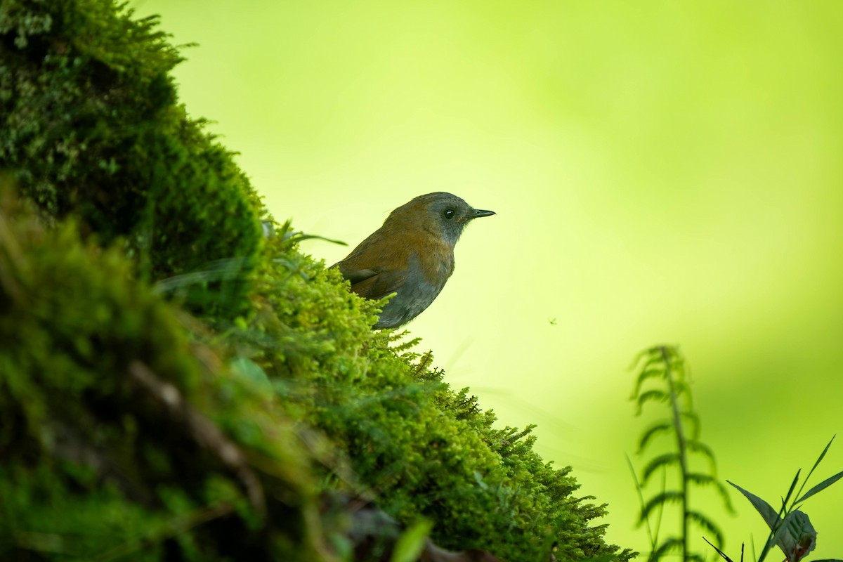 Black-billed Nightingale-Thrush - ML620406271