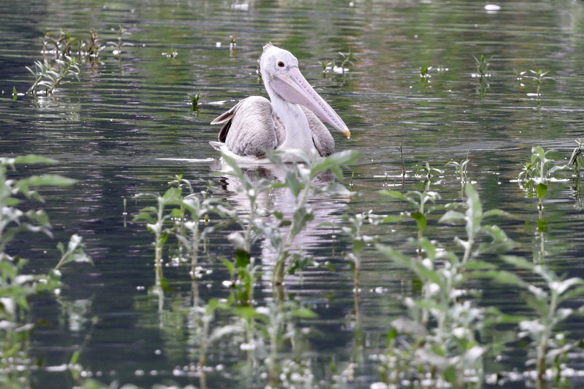 Spot-billed Pelican - ML620406276