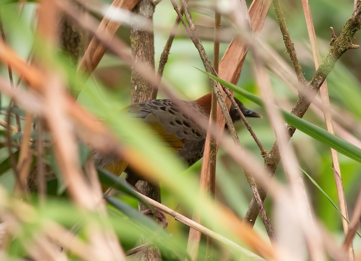 Assam Laughingthrush - ML620406278