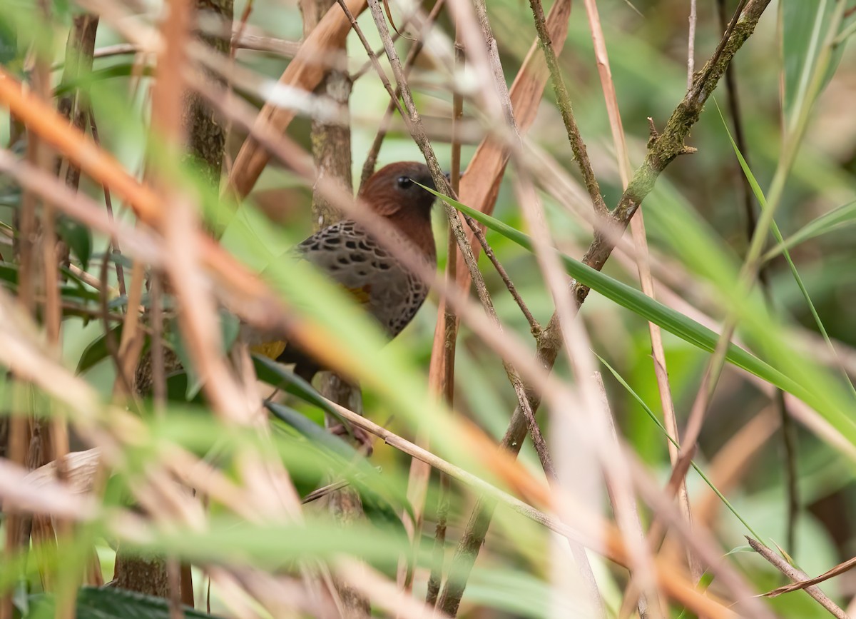 Assam Laughingthrush - ML620406280