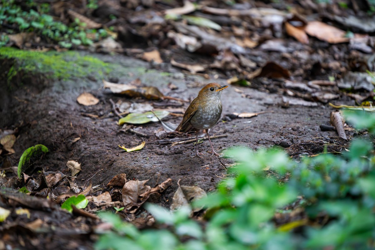 Ruddy-capped Nightingale-Thrush - ML620406282