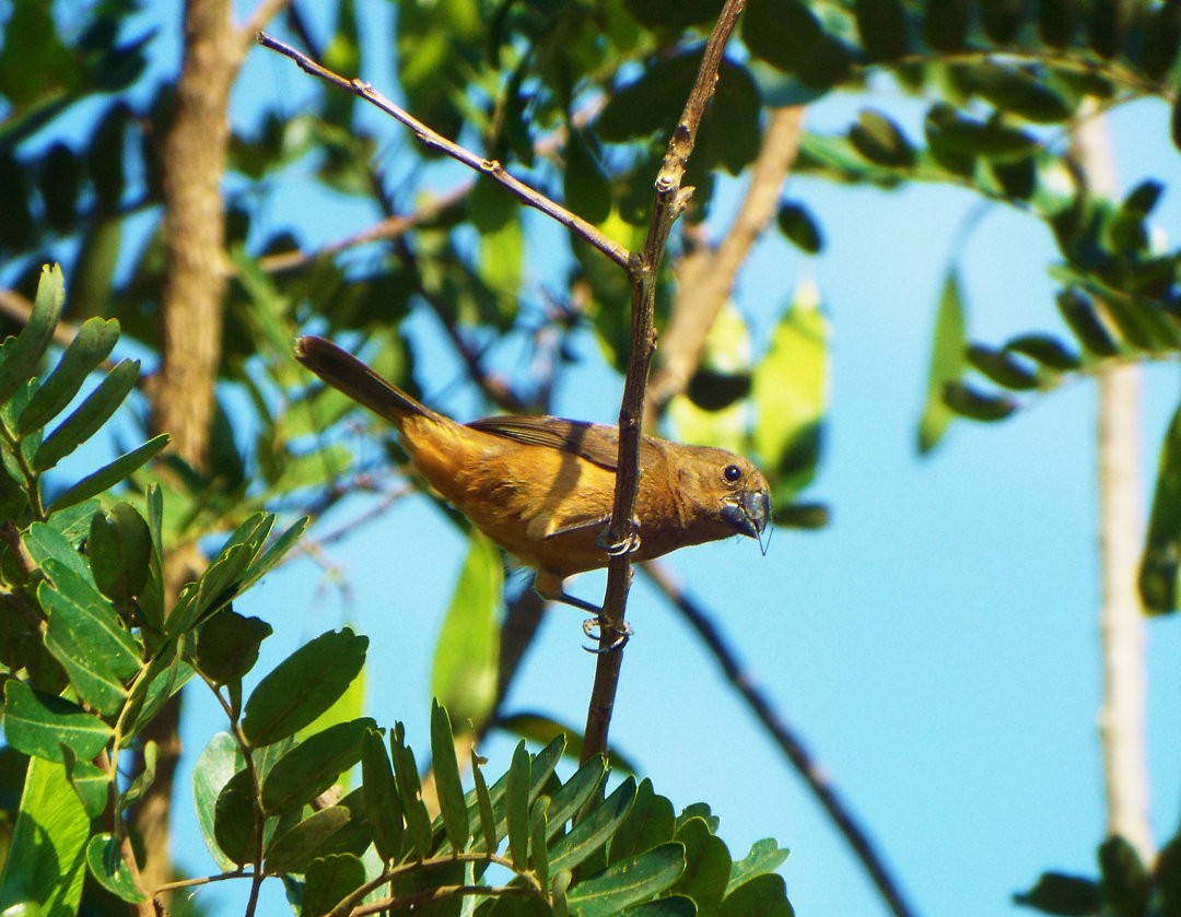 Chestnut-bellied Seed-Finch - ML620406286