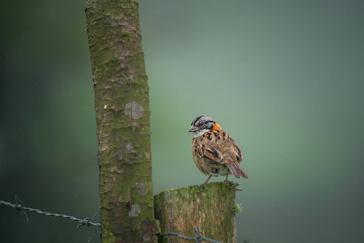 Rufous-collared Sparrow - ML620406298