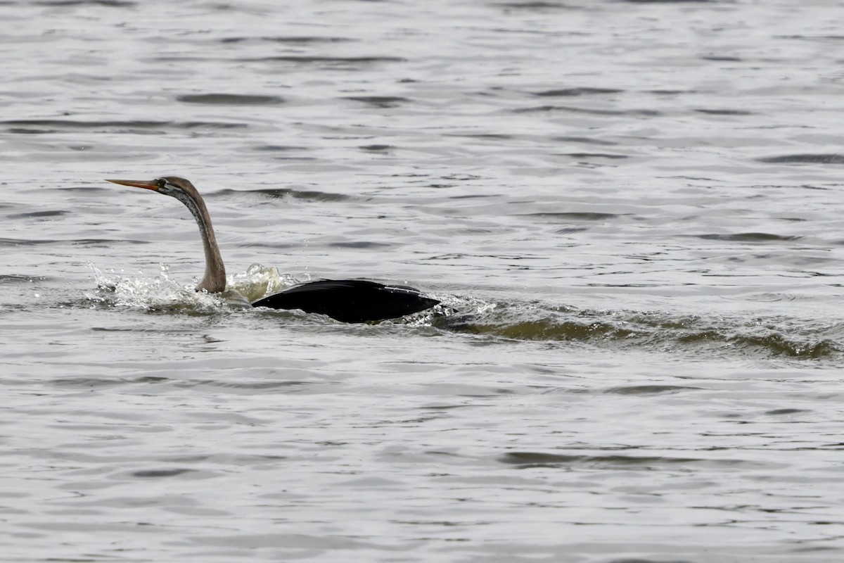 Anhinga Asiática - ML620406307