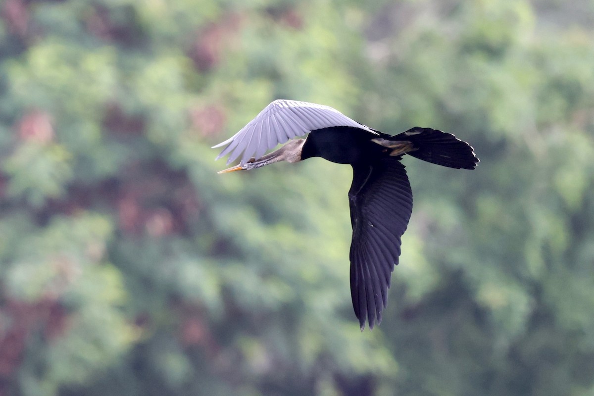 anhinga indomalajská - ML620406310