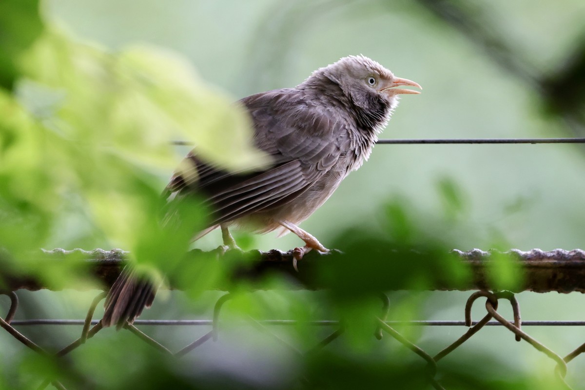 Yellow-billed Babbler - ML620406317