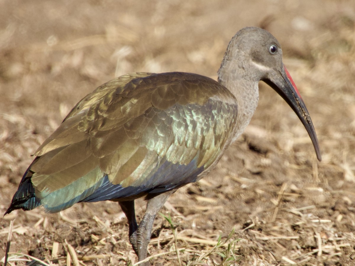 Ibis hagedash - ML620406318