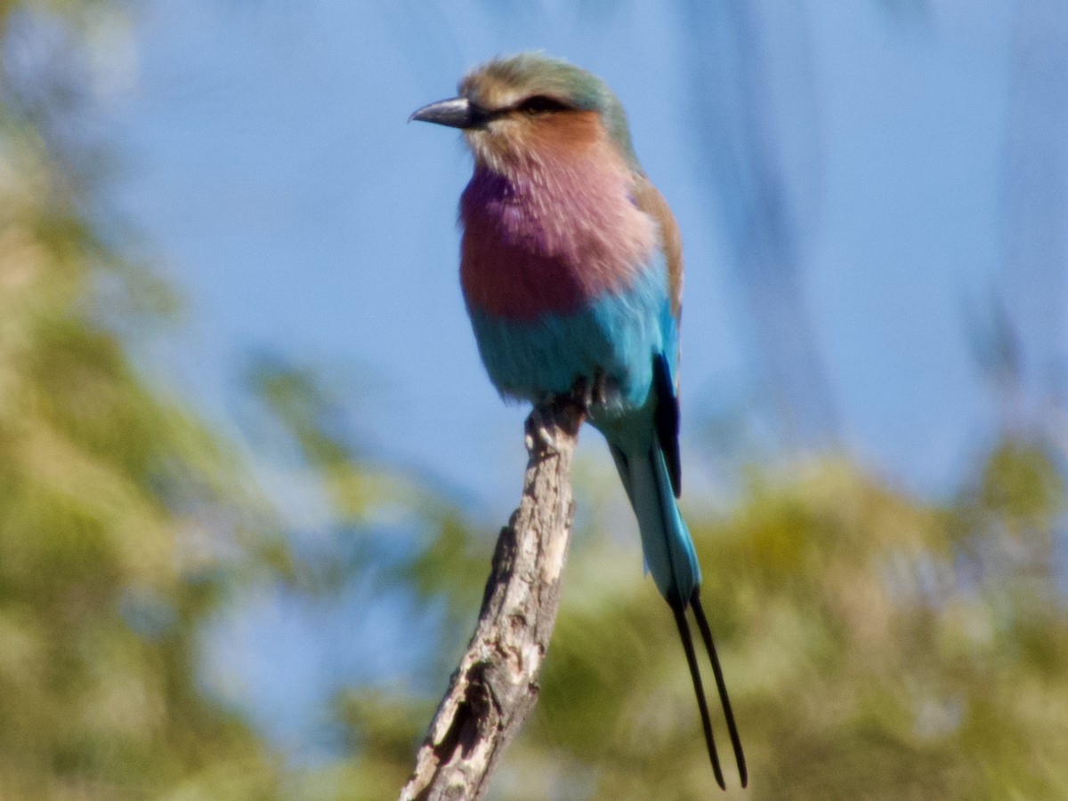 Lilac-breasted Roller - ML620406321