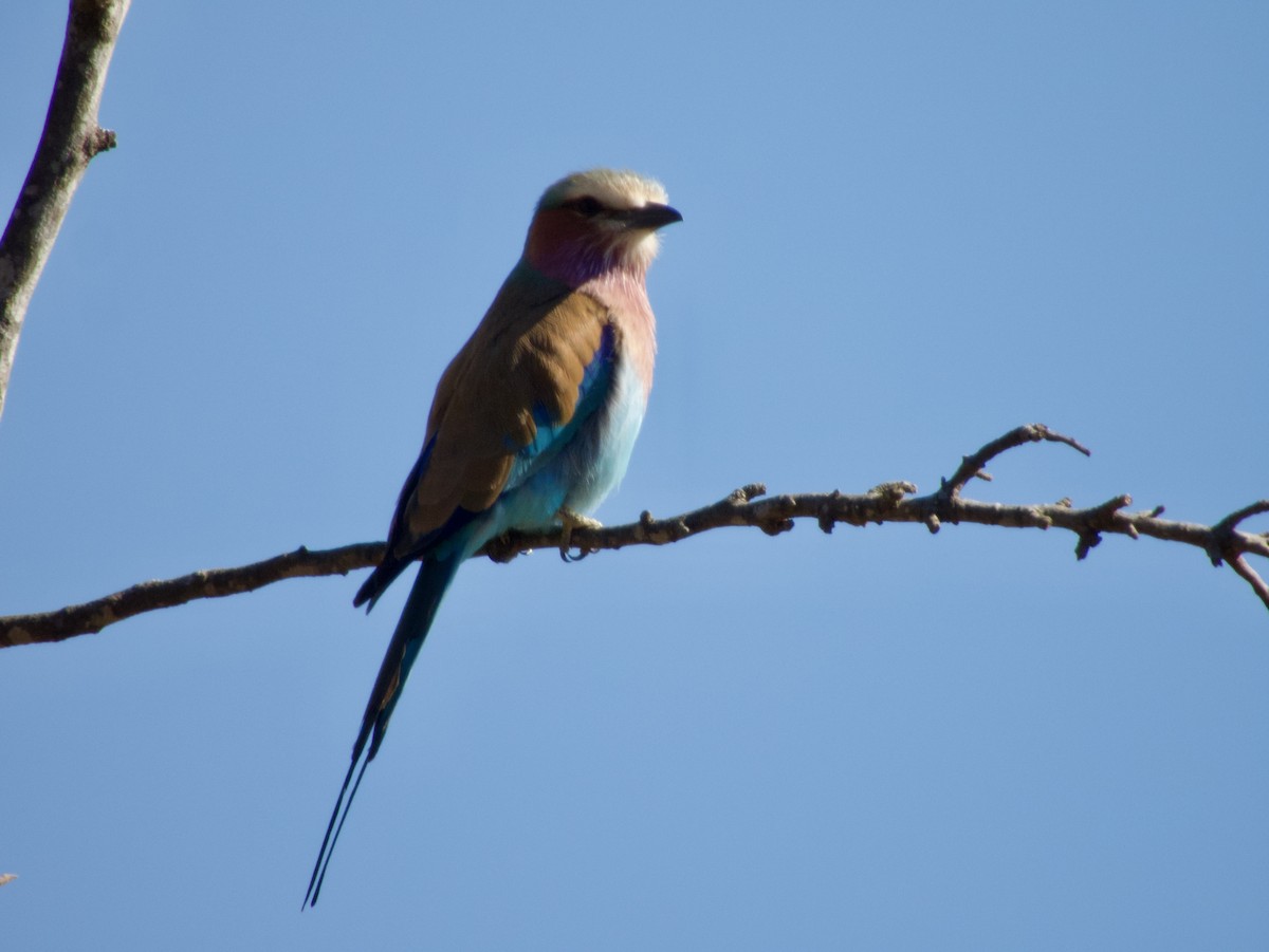 Lilac-breasted Roller - ML620406324