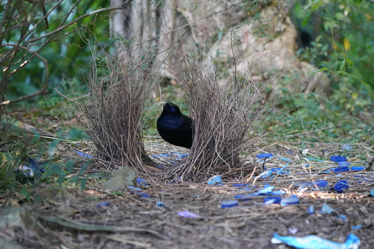 Satin Bowerbird - ML620406326